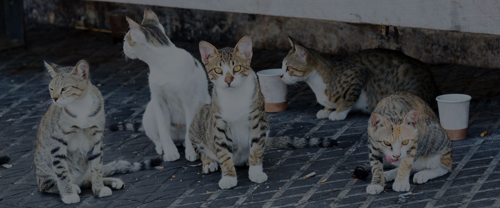 Stray Vs Feral Cats
