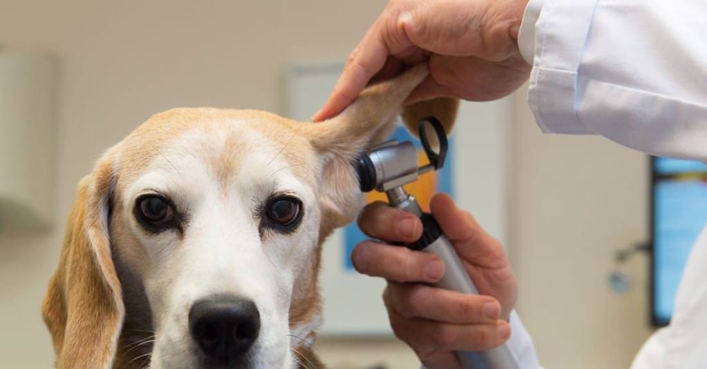 St Paul's Veterinary Clinic - Dr.Mireille Vella