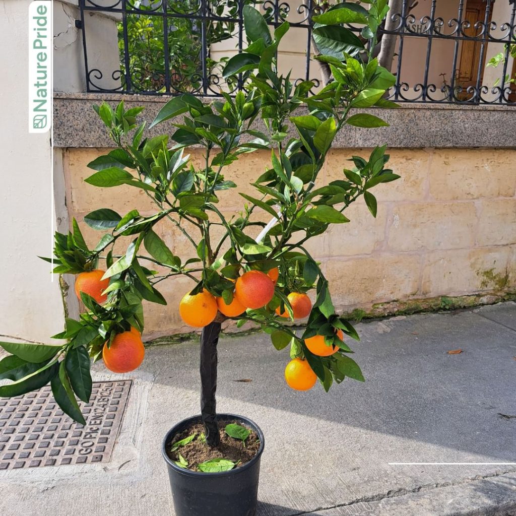 Nature Pride Pet Shops