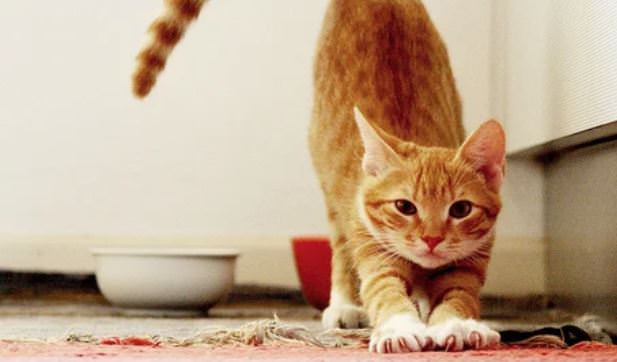 Veterinary Regulation Directorate