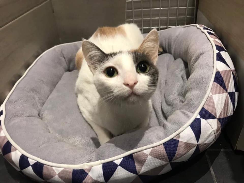 Furry Fellas Boarding