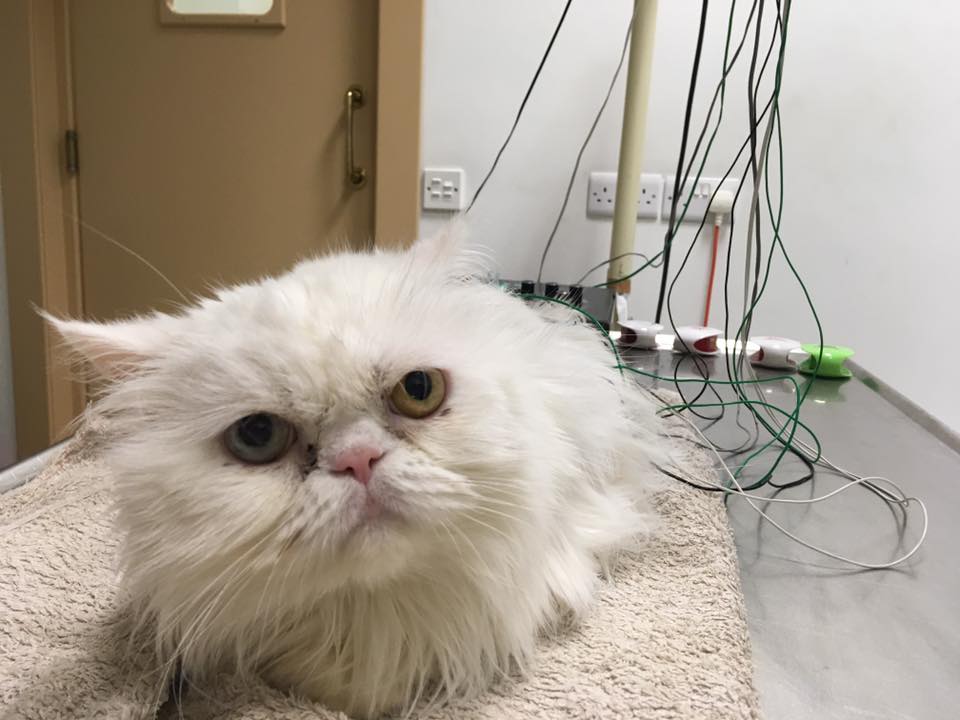 Equilibrium Malta Integrative Veterinary Medicine Center