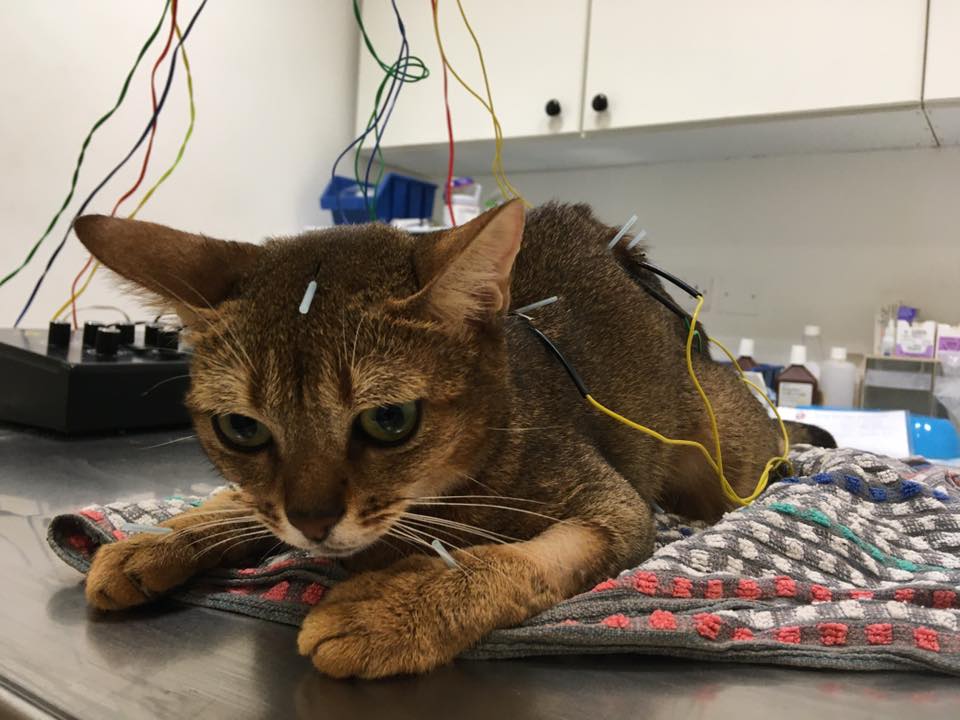 Equilibrium Malta Integrative Veterinary Medicine Center