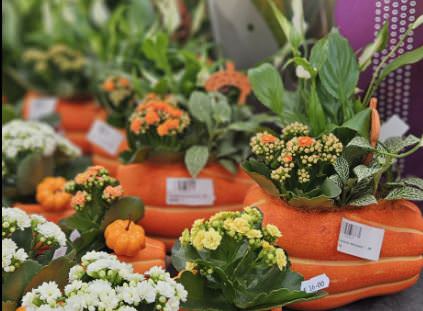 Greenscapes Pet Shops