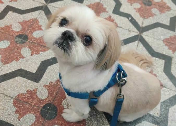 Drs. Louis And Annette Borg Med. Vet