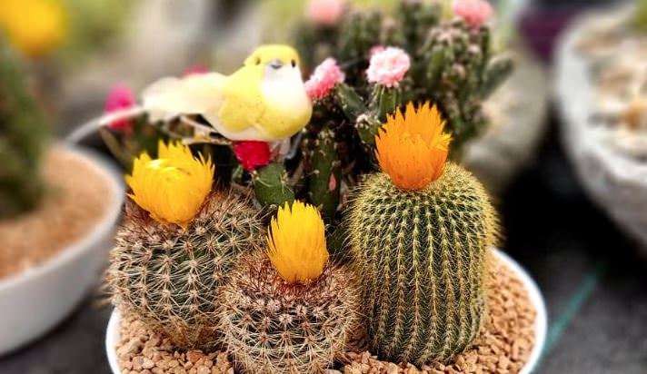 Greenscapes Pet Shops