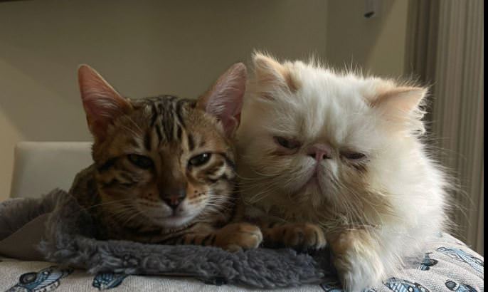 Valletta Little Paws