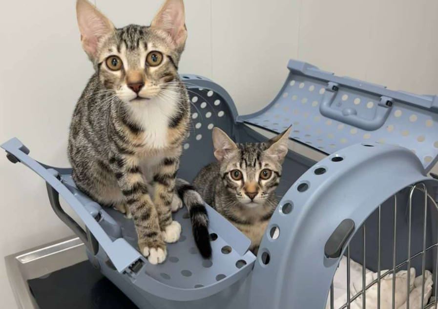 Animal Medical Centre