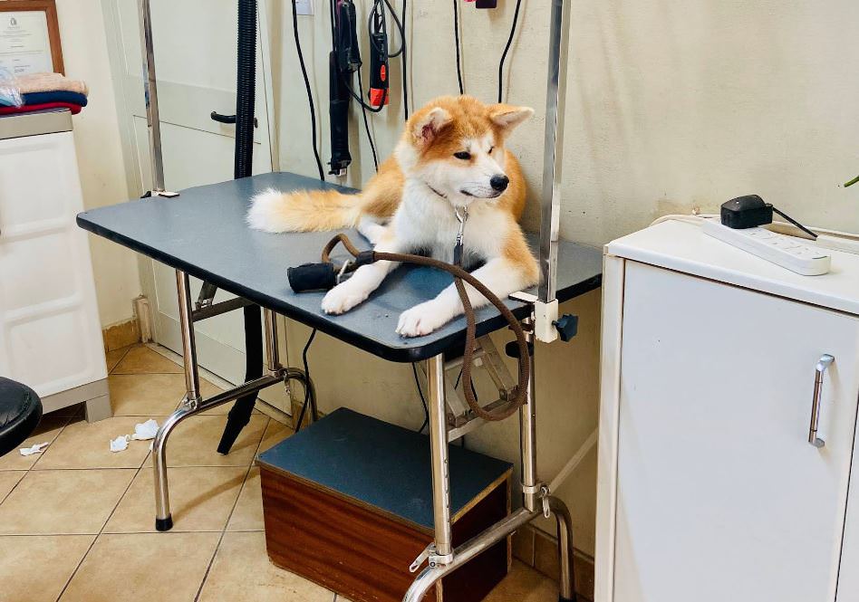 Charms Pet Grooming Salon